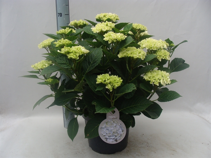 Hydrangea mac.   ...