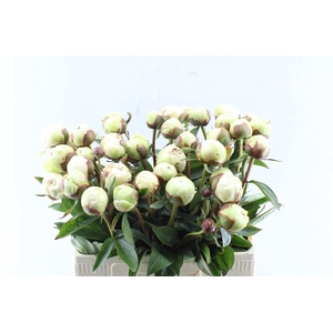 Paeonia L Bowl Of Cream