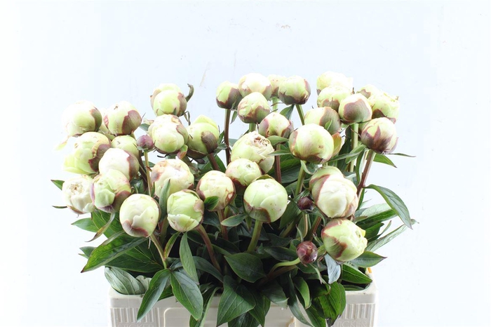 <h4>Paeonia L Bowl Of Cream</h4>