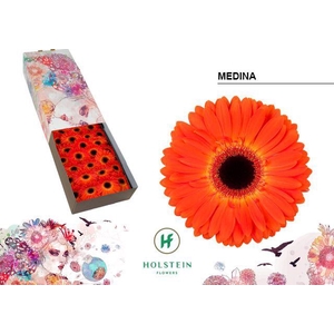 Ge Gr Medina - Holstein