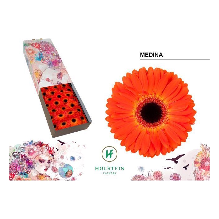 <h4>Ge Gr Medina</h4>