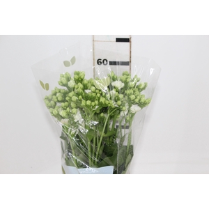 KALANCHOE DOBRADO CLEAR WHITE 060 CM