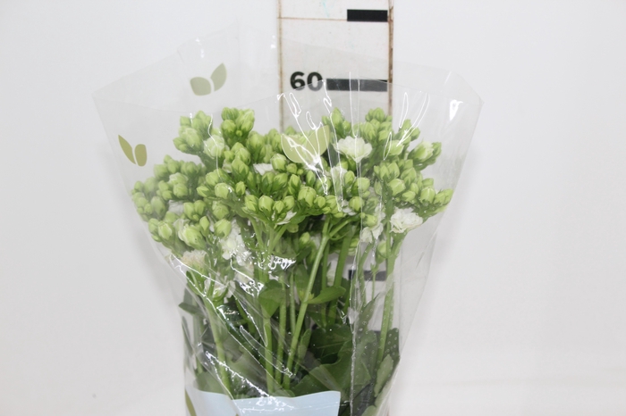 <h4>KALANCHOE DOBRADO CLEAR WHITE 060 CM</h4>