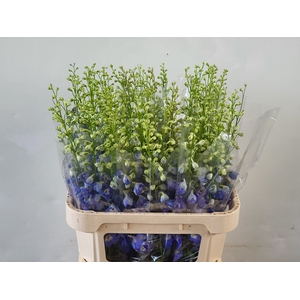 DELPH DU AURORA BLUE