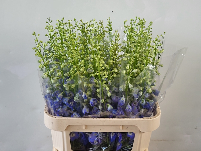 <h4>DELPH DU AURORA BLUE</h4>