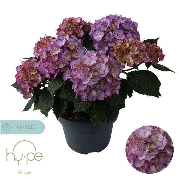<h4>Hydrangea Ave Blue 7+ | Hy-pe Unique</h4>