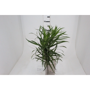 FOLHAGEM DRACENA PLEOMELE FITA