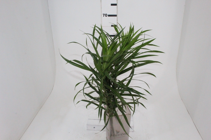 FOLHAGEM DRACENA PLEOMELE FITA