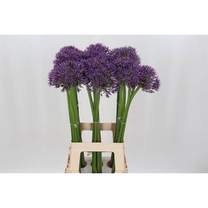 Allium jackpot