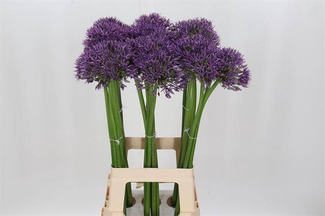 <h4>Allium jackpot</h4>