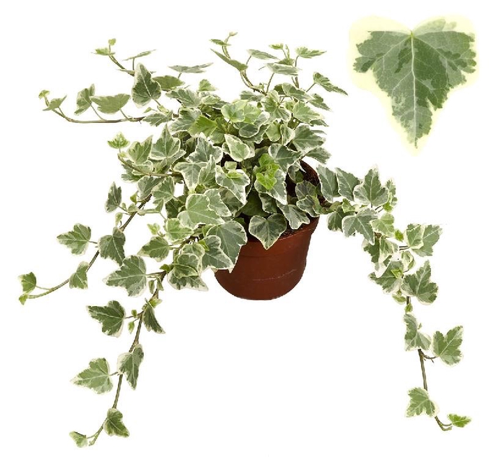<h4>Hedera He White Wonder beperkt leverbaar</h4>