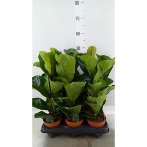 Ficus lyrata 'Bambino'