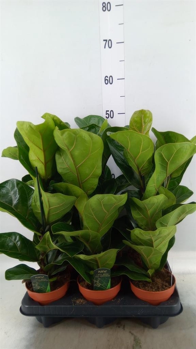 <h4>Ficus lyrata 'Bambino'</h4>