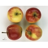F Sier Appels Rood Hout Kist