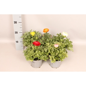 Ranunculus Gemengd  (Ranonkel)
