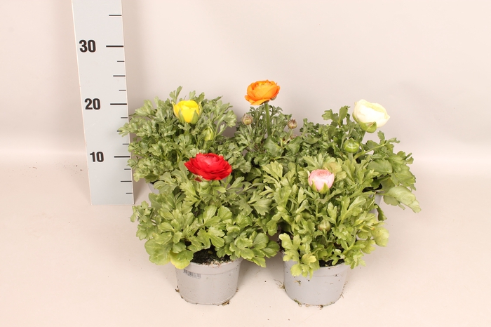 <h4>Ranunculus Gemengd  (Ranonkel)</h4>