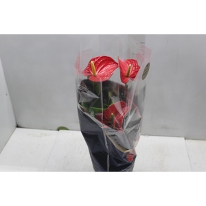 ANTHURIUM MICHIGAN P17 PREMIUM