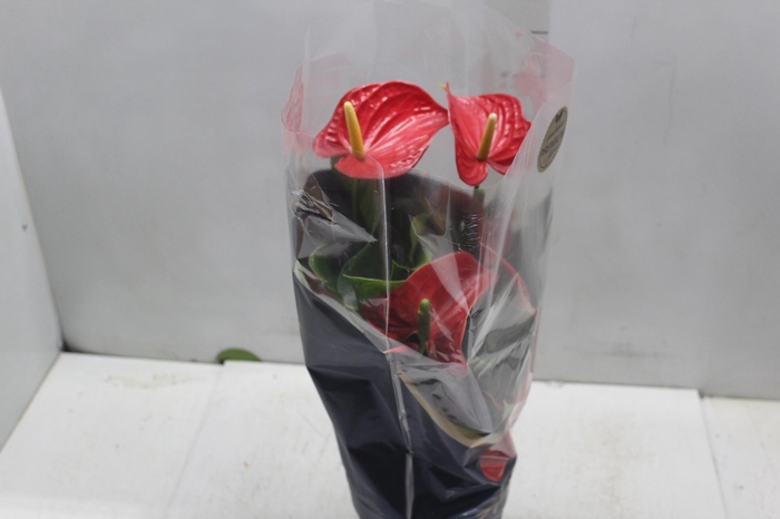 <h4>ANTHURIUM MICHIGAN P17 PREMIUM</h4>