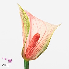 <h4>Anthurium love fantasy</h4>