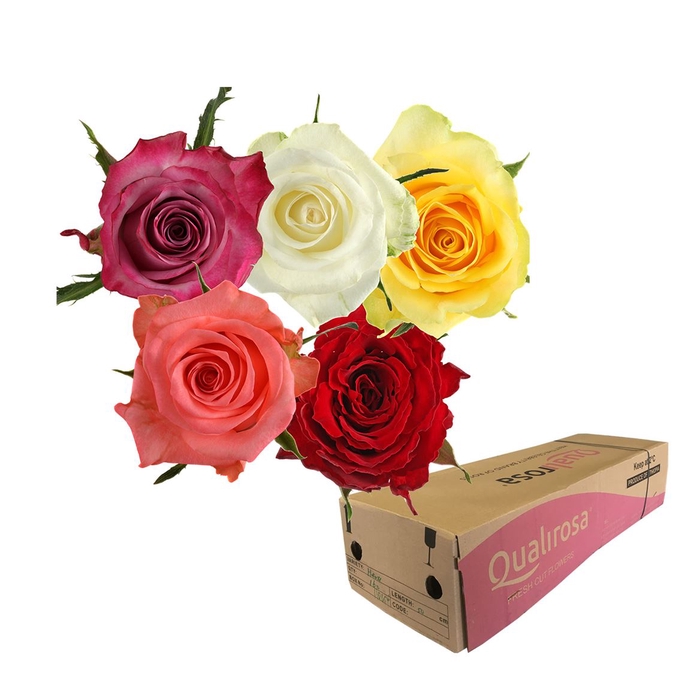 <h4>R GR Mix Hapy 35 -in box</h4>