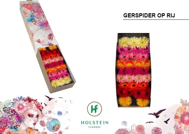 <h4>Germini Spider Mix Spider Doos</h4>