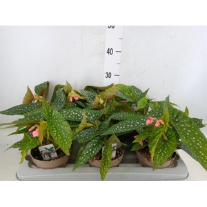Begonia BD mac. 'Wightii'