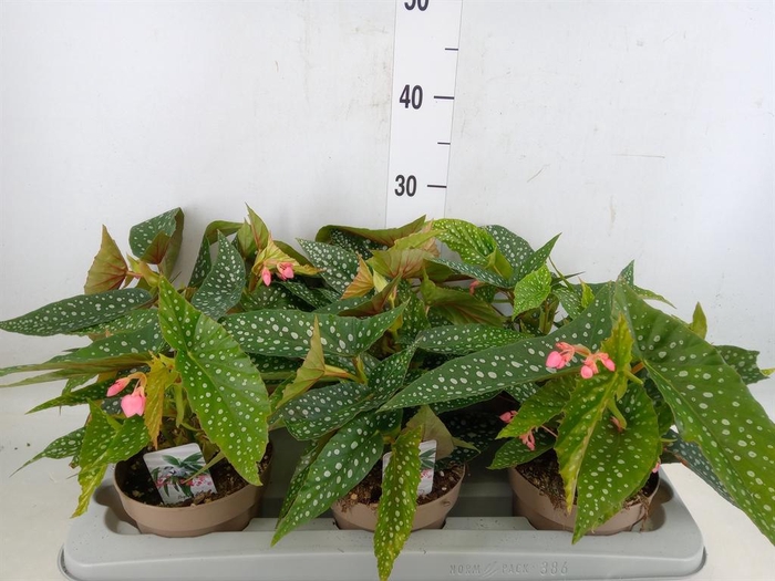 <h4>Begonia BD mac. 'Wightii'</h4>