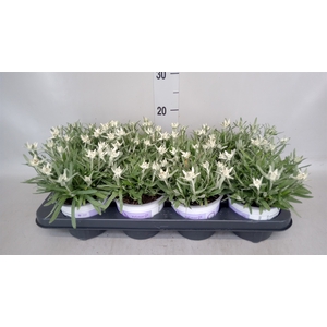 Leontopodium alpinum 'Matterhorn'