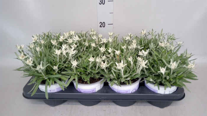 <h4>Leontopodium alpinum 'Matterhorn'</h4>
