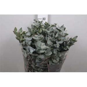 Euc Cinerea Per Bos 300 Gram