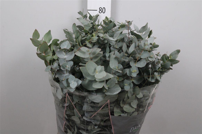 <h4>Euca Cinerea Per Bos</h4>