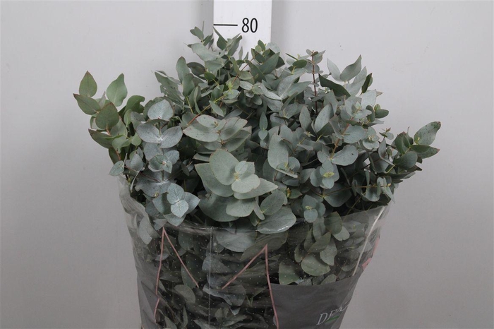 <h4>Euc Cinerea Per Bos</h4>