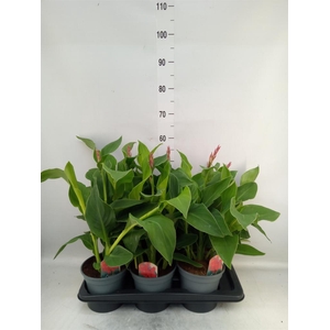 Canna  'Kreta'