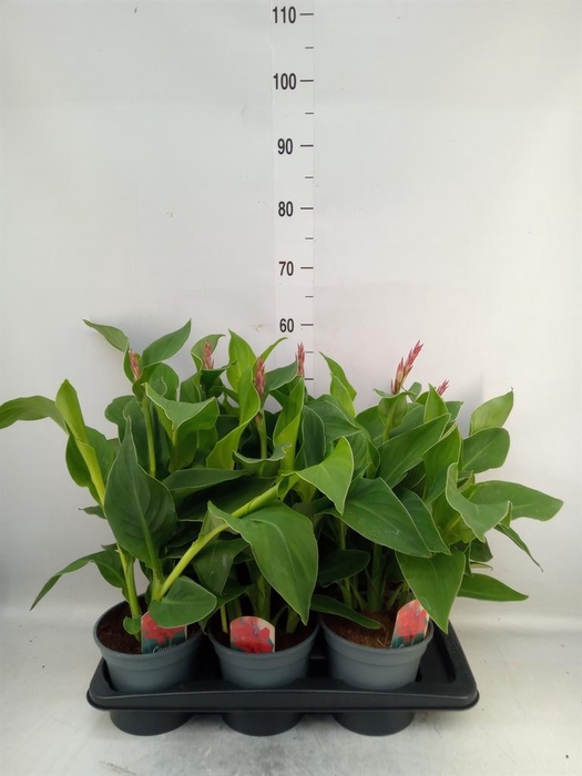 <h4>Canna  'Kreta'</h4>
