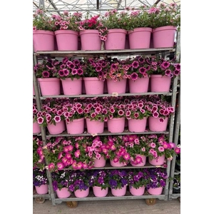 PERKPL GEM IN POT