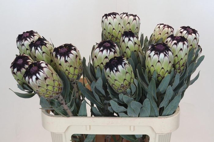 <h4>Protea Niobe</h4>