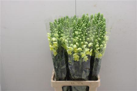 <h4>Antir Poto Yellow</h4>