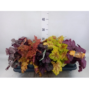 Heuchera  'Indian Summer'   ...mix
