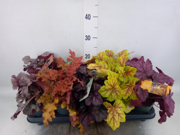 <h4>Heuchera  'Indian Summer'   ...mix</h4>