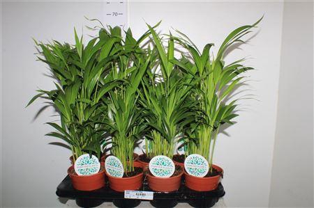 <h4>** Dypsis Lutescens 15 Stek * Autumn Promo *</h4>