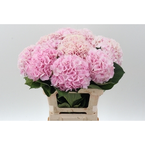 Hydr Verena Pink (GROWER DIRECT)