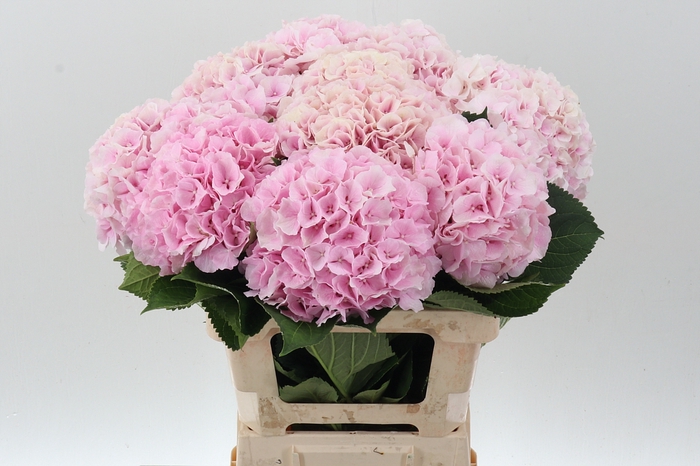 <h4>Hydr Verena Pink (GROWER DIRECT)</h4>