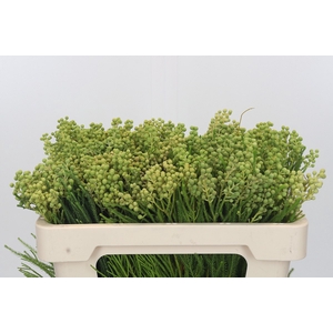 Kaaps Groen Lanuginosa