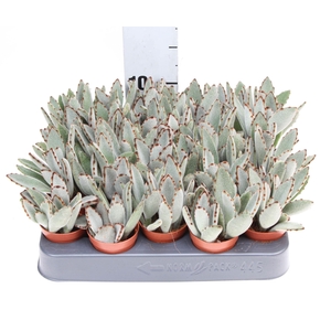 Kalanchoe NF tomentosa