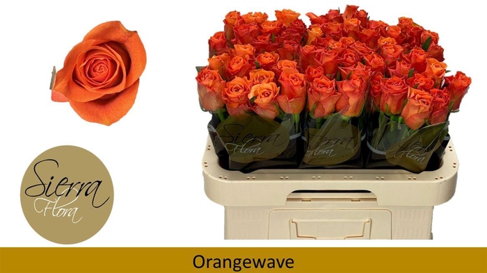 <h4>R Gr Orange Wave</h4>