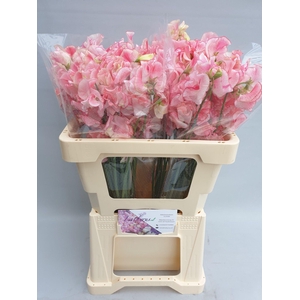 Lathyrus Pink Wedding