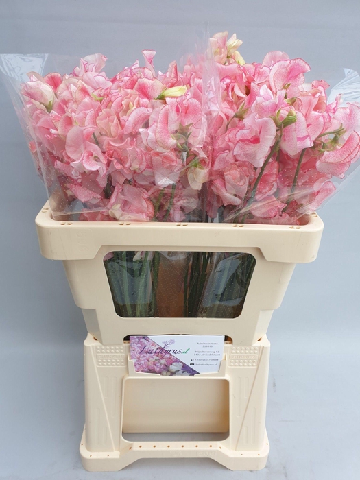 <h4>Lathyrus Pink Wedding</h4>