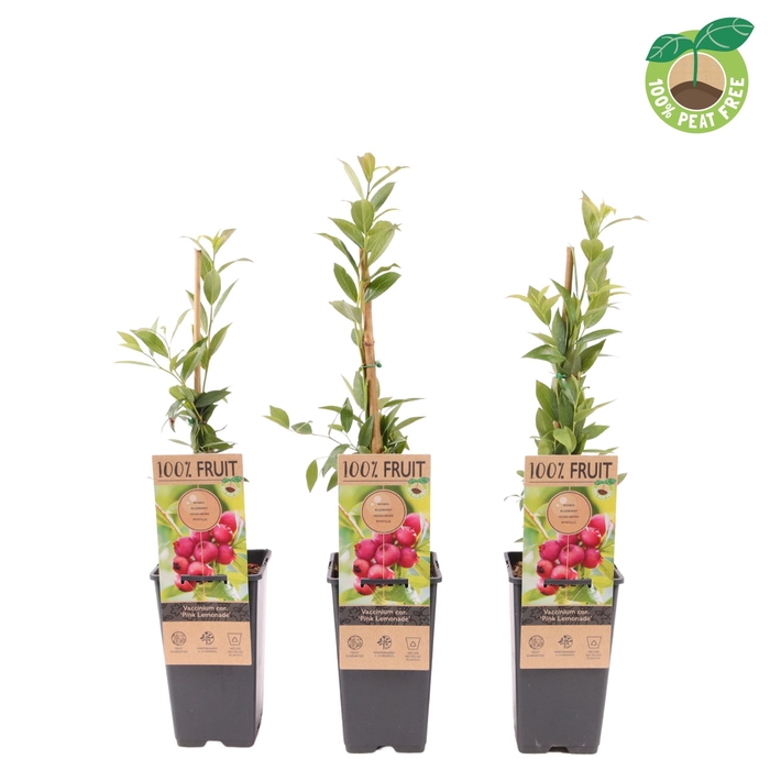 <h4>Vaccinium Co Pink Lemonade</h4>