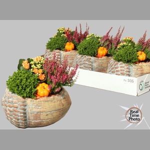ARR TUINPLANTEN