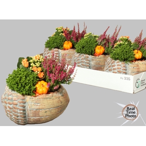ARR TUINPLANTEN